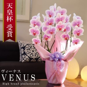 純国産 胡蝶蘭 花持ち長い 中輪 3本立ち 21輪〜 【Venus【ヴィーナス）】白ピンク グラデーション ブランド胡蝶蘭 お祝い プレゼント 花 