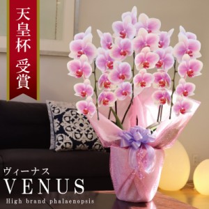 純国産 胡蝶蘭 花持ち長い 中輪 3本立ち 27輪〜 【Venus【ヴィーナス）】白ピンク グラデーション ブランド胡蝶蘭 お祝い プレゼント 花 