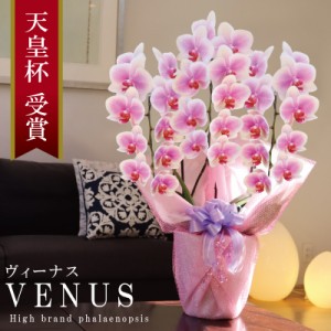 純国産 胡蝶蘭 花持ち長い 中輪 3本立ち 30輪〜 【Venus【ヴィーナス）】白ピンク グラデーション ブランド胡蝶蘭 お祝い プレゼント 花 