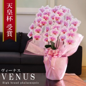 純国産 胡蝶蘭 花持ち長い 中輪 5本立ち 45輪〜 【Venus【ヴィーナス）】白ピンク グラデーション ブランド胡蝶蘭 お祝い プレゼント 花 