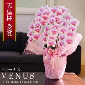 純国産 胡蝶蘭 花持ち長い 中輪 5-6本立ち 50輪〜 【Venus【ヴィーナス）】白ピンク グラデーション ブランド胡蝶蘭 お祝い プレゼント 