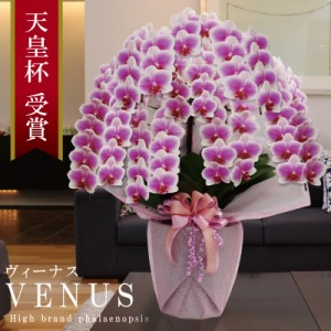 純国産 胡蝶蘭 花持ち長い 中輪 8本立ち 65輪〜【Venus【ヴィーナス）】白ピンク グラデーション ブランド胡蝶蘭 お祝い プレゼント 花 