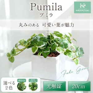 人工観葉植物 フェイクグリーン  プミラ 20cm 卓上サイズ 光触媒加工付き 観葉植物 室内用 おしゃれ HANAYUKI