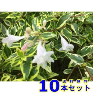 植木 ハクチョウゲ ピンク花 白丁花 15 0ｐ 30本 樹高0 3ｍ前後 15 0ｐ 植木 苗木 シンボルツリー 生垣 Altiarena Fr