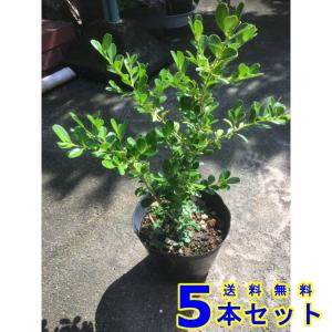 シンボル ツリー 低木の通販 Au Pay マーケット