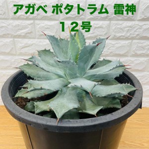 観葉植物 アガベ ポタトラム 雷神 12号鉢株 大型 大株 ライジン 多肉植物 プレゼント ギフト おしゃれな室内インテリア