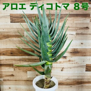 現品 観葉植物 アロエ ディコトマ 8号鉢 大型 多肉植物 大株 aloe たかろかい 高蘆薈 おしゃれな室内インテリア プレゼントギフト テレビ