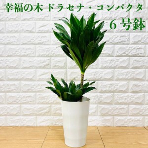 観葉植物 ドラセナ コンパクタ 6号鉢 幸福の木 デレメンシス フレグランス シンボルツリー おしゃれな室内インテリア お祝い