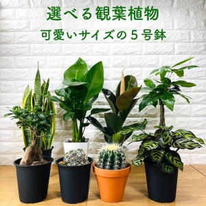 観葉植物 選べる可愛いサイズの５号鉢 パキラ ロブスター ゴムの木 オーガスタ サンスベリア ガジュマル サボテン 金鯱 銀毛玉 カラテア