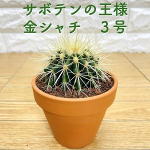 サボテンの王様 金鯱 3号鉢 観葉植物 多肉植物 金シャチ おしゃれでかわいい ギフト 置物 プレゼント インテリア 贈り物 卓上