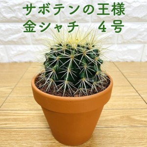 サボテンの王様 金鯱 4号鉢 観葉植物 多肉植物 金シャチ おしゃれでかわいい ギフト 置物 プレゼント インテリア 贈り物 卓上