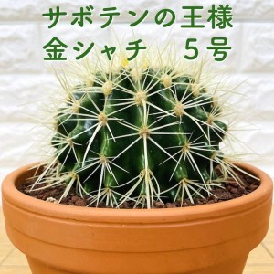 サボテンの王様 金鯱 5号鉢 観葉植物 多肉植物 金シャチ おしゃれでかわいい ギフト 置物 プレゼント インテリア 贈り物 卓上