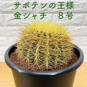 サボテンの王様 金鯱 8号鉢 大型 観葉植物 多肉植物 金シャチ おしゃれでかわいい ギフト 置物 プレゼント インテリア 贈り物