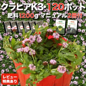 クラピア K3 9cmポット苗 120鉢セット ピンク品種 イワダレソウ改良種 肥料1200g 植栽マニュアル付き