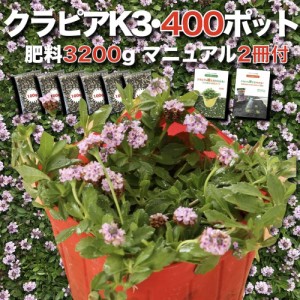 クラピア K3 9cmポット苗 400鉢セット ピンク品種 イワダレソウ改良種 肥料3200g 植栽マニュアル付き