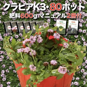 クラピア K3 9cmポット苗 80鉢セット ピンク品種 イワダレソウ改良種 肥料600g 植栽マニュアル付き