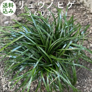 リュウノヒゲ（竜の髭）９cmポット ３６０株 産地直送 グランドカバー送料無料 苗木 植木 苗 庭木 生け垣 下草