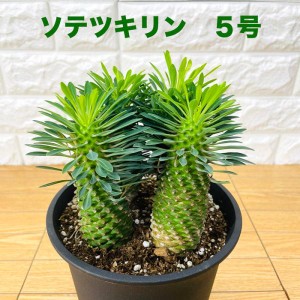 観葉植物 ユーフォルビア ソテツキリン 5号鉢 パイナップルコーン 蘇鉄麒麟 多肉植物 おしゃれな室内インテリア プレゼントギフト テレビ