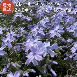 レビュー特典あり】 高品質 芝桜 オーキントンブルーアイ 青色種 ９cm