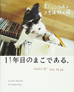 まこという名の不思議顔の猫 11年目のまこである。(中古品)