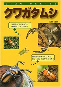 クワガタムシ(中古品)