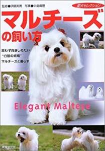 マルチーズの飼い方―“白銀の妖精”マルチーズ (愛犬セレクション)(中古品)