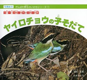 ヤイロチョウの子そだて―四万十川流域に飛来する森の妖精 (がんばれ野生の(中古品)