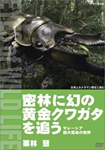 密林に幻の黄金クワガタを追う マレーシア巨大昆虫の世界/栗林慧 [DVD](中古品)