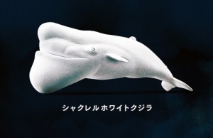 パンダの穴 シャクレルホワイトクジラ