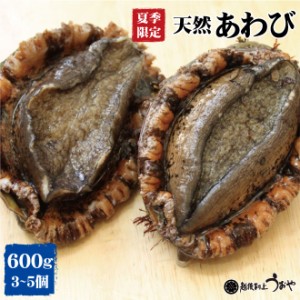 夏季限定 日本海産 天然あわび(600g)/鮑/魚介/天然貝/ギフト/