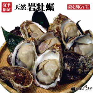 【日本海産】夏の味覚 天然岩牡蠣(殻を割らずにお届け)1個 /カキ/かき/父の日/お中元/生牡蠣/