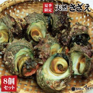 新潟県産 天然 さざえ 8個セット /サザエ/バーベキュー/BBQ/貝/魚介/