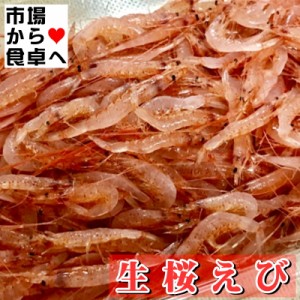 生桜えび (冷凍) 3パック(1パック500g入り) 【生食用・業務用】 獲れたての桜海老を急速冷凍しています。刺身・寿司・丼にお使いいただけ