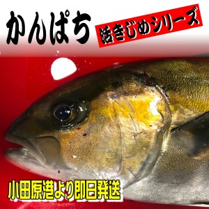 かんぱち 活き締め 約4kg前後 刺身用・生食用【小田原港より即日発送/うまいもの市場・活〆シリーズ】鮮度重視、旨味が違います【冷蔵便