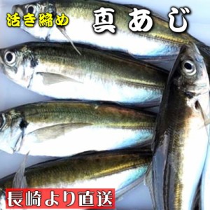 真あじ 活き締め 4kg 養殖 刺身用　【 長崎養殖場より直送いたします 】　真鯵大型サイズ、高級料理店、高級居酒屋・こだわりの店などで