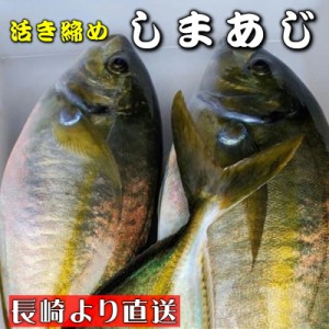 しまあじ 活き締め 約1kg 養殖 刺身用　【 長崎養殖場より直送いたします 】　シマアジ、高級料理店、高級居酒屋・こだわりの店などでお