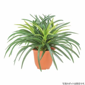 観葉 植物 ドラセナの通販｜au PAY マーケット｜2ページ目