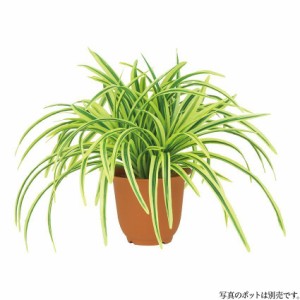 観葉 植物 ドラセナの通販｜au PAY マーケット｜2ページ目