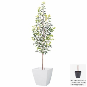 【人工観葉植物】屋外対応 160cmフィカスツリー 【観葉植物 造花 大型 フェイクグリーン 光触媒 CT触媒 インテリア】[G-L]