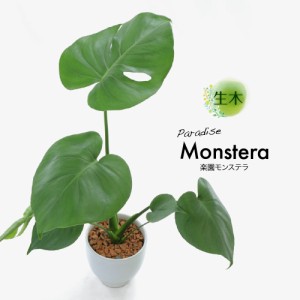 【観葉植物 生木 生花】ミニ 小型 送料無料 楽園 モンステラ 鉢植 受け皿付き 4号鉢 陶器鉢 インテリア おしゃれ 癒やし オフィス 玄関 