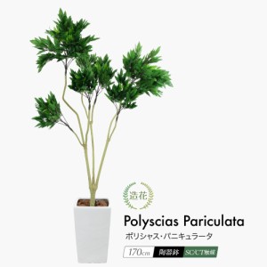 ポリシャス 観葉 植物の通販｜au PAY マーケット