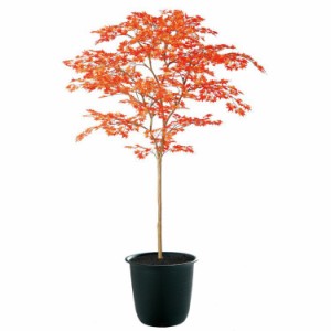 【フェイクグリーン 大型】 ヤマモミジ RED FST 180cm 鉢植 【人工観葉植物 観葉植物 造花 光触媒 CT触媒 インテリア】