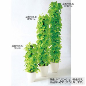 観葉 植物 ポトス 種類の通販｜au PAY マーケット