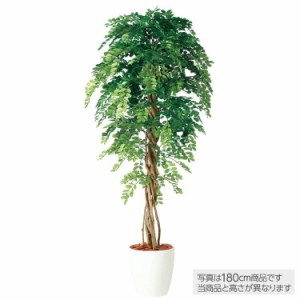 【メーカー直送 フェイクグリーン 大型】 アカシアリアナ 200cm 鉢植 【観葉植物 造花 人工観葉植物 光触媒 CT触媒 インテリア】