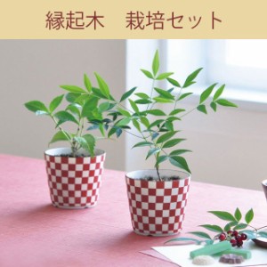 縁起木栽培セット 南天・千両 発芽保障 なんてん せんりょう 聖新陶芸 和風 市松模様の陶器