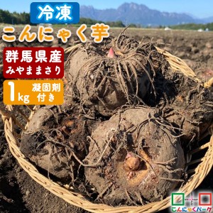 2023年度秋〜冬収穫 期間限定 こんにゃく芋 冷凍 群馬県産 みやままさり 手作りこんにゃく 産地直送 1kg 凝固剤10gサービス こんにゃくパ