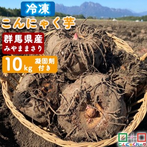 2023年度秋〜冬収穫 期間限定 こんにゃく芋 冷凍 群馬県産 みやままさり 手作りこんにゃく 産地直送 10kg 凝固剤100gサービス こんにゃく