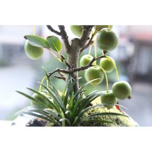 姫リンゴの通販 Au Pay マーケット