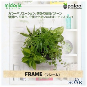 ミドリエデザイン 土を使わない 壁掛け 観葉植物 FRAME 【ポイント10倍】