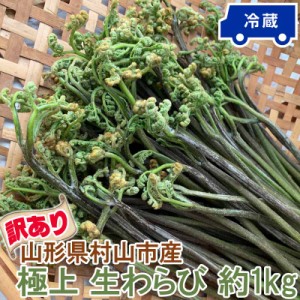 訳あり わらび 1kg 山形県 村山市産 極上 生 山菜 ワラビ 蕨 送料無料 クール便 冷蔵 産地直送 [訳あり 山形県産極上わらび１キロ]